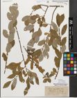 Foto von Salix myrsinifolia Salisb.